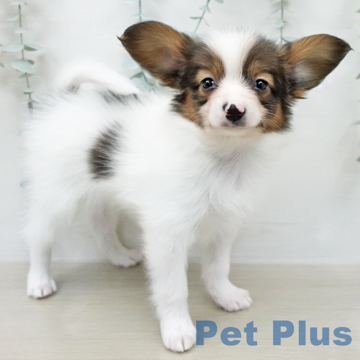 パピヨンの写真2