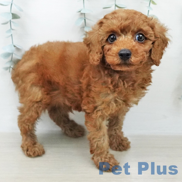 トイ・プードル