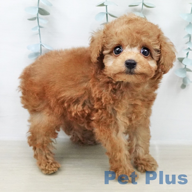 トイ・プードル