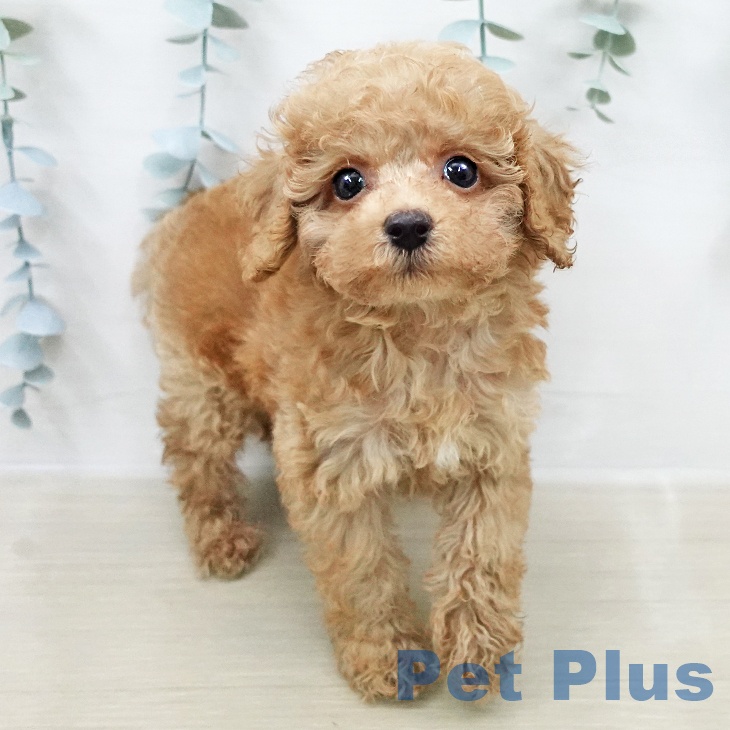 東京都のトイプードル(トイ) (ペットプラス 東久留米店/2026年2月9日生まれ/男の子/オレンジフォーン)の子犬の1枚目の画像
