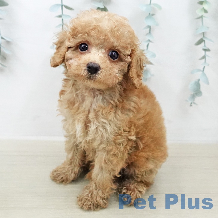 東京都のトイプードル(トイ) (ペットプラス 東久留米店/2026年2月9日生まれ/男の子/オレンジフォーン)の子犬の2枚目の画像