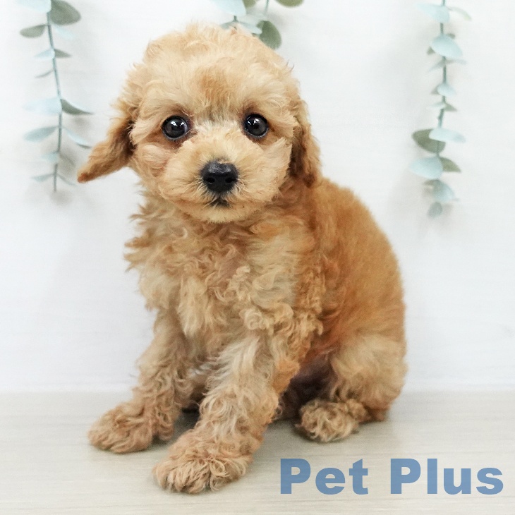埼玉県のトイプードル(トイ) (ペットプラス コクーンシティ店/2026年2月9日生まれ/男の子/オレンジフォーン)の子犬