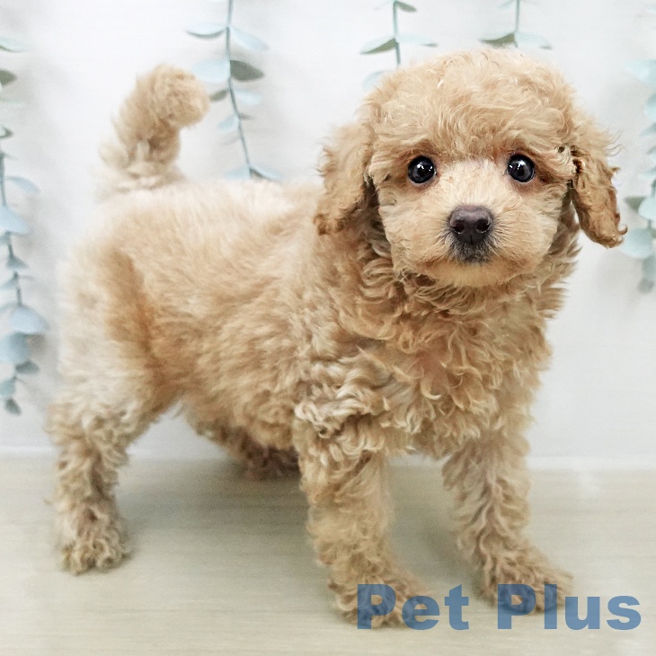 長野県のトイプードル(トイ) (ペットプラス 上田店/2026年2月9日生まれ/男の子/ペールフォーン)の子犬の1枚目の画像
