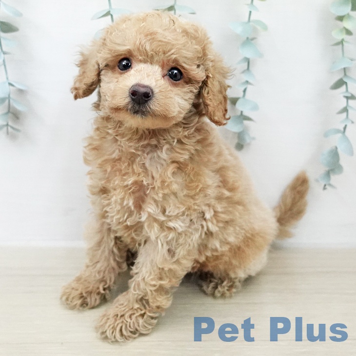 長野県のトイプードル(トイ) (ペットプラス 上田店/2026年2月9日生まれ/男の子/ペールフォーン)の子犬の2枚目の画像
