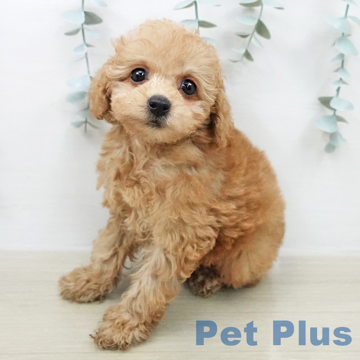 トイ・プードル