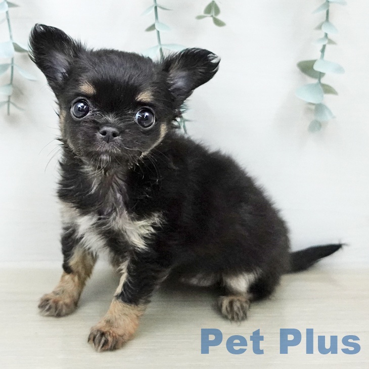 神奈川県のチワワ(ロング) (ペッツワン 小田原店/2026年2月9日生まれ/女の子/ブラックタンホワイト)の子犬の1枚目の画像