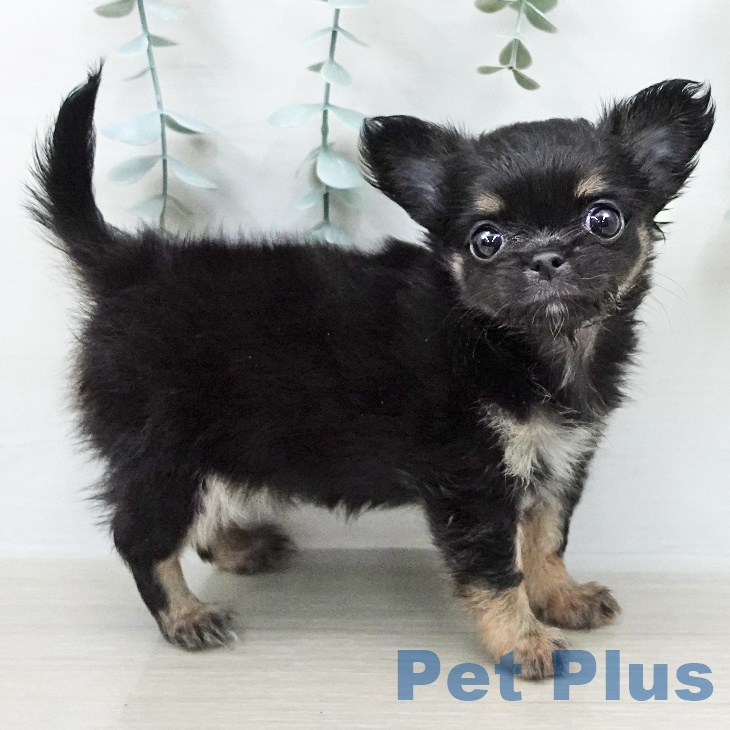 神奈川県のチワワ(ロング) (ペッツワン 小田原店/2026年2月9日生まれ/女の子/ブラックタンホワイト)の子犬の2枚目の画像