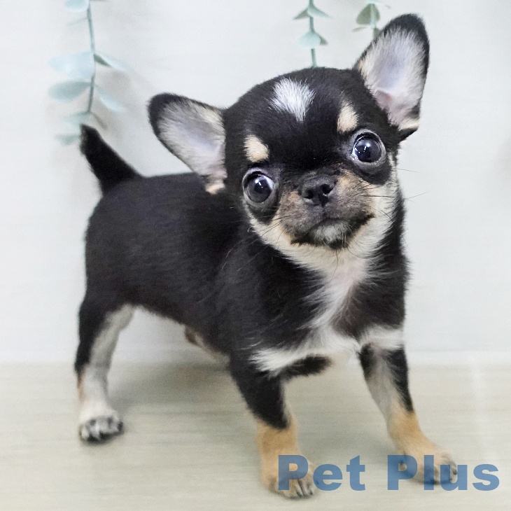 東京都のチワワ(ロング) (ペットプラス 大井町トラックス店/2026年2月3日生まれ/男の子/ブラックタンホワイト)の子犬の1枚目の画像