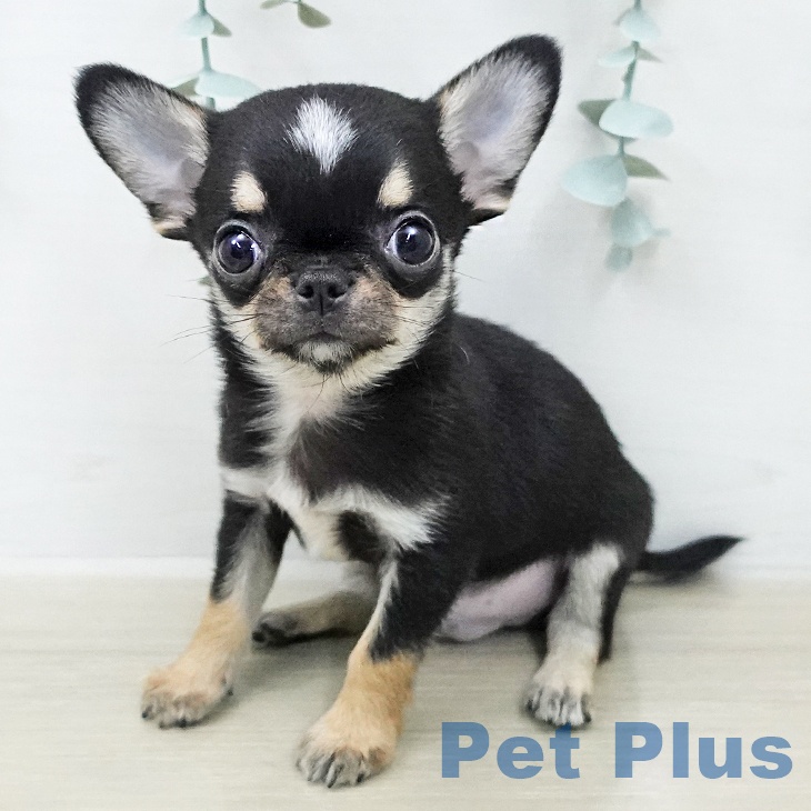 東京都のチワワ(ロング) (ペットプラス 大井町トラックス店/2026年2月3日生まれ/男の子/ブラックタンホワイト)の子犬の2枚目の画像