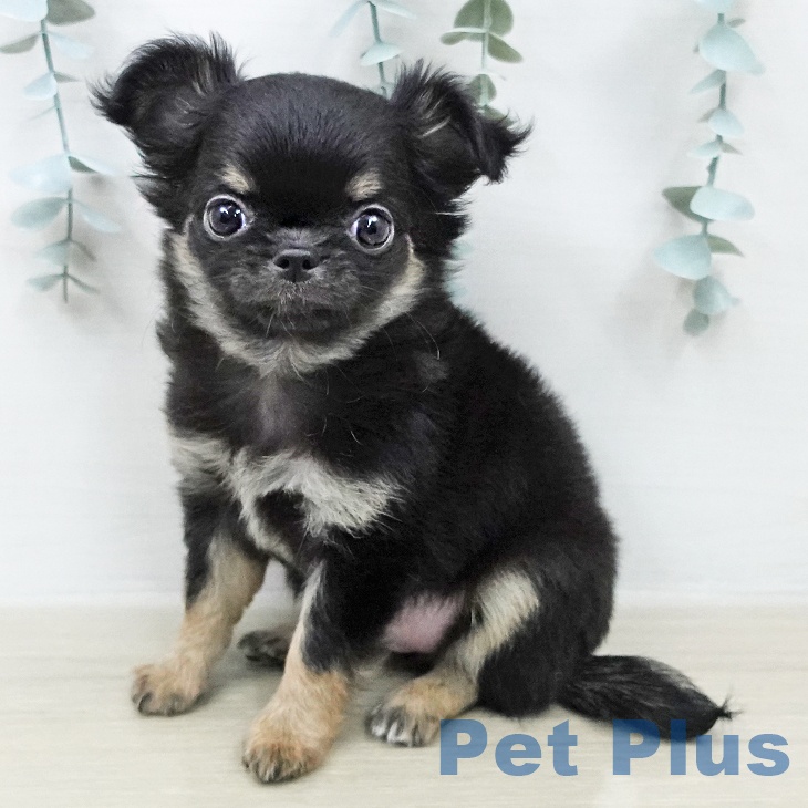 群馬県のチワワ(ロング) (ペットプラス イオンモール太田店/2026年2月3日生まれ/女の子/ブラックタンホワイト)の子犬の1枚目の画像