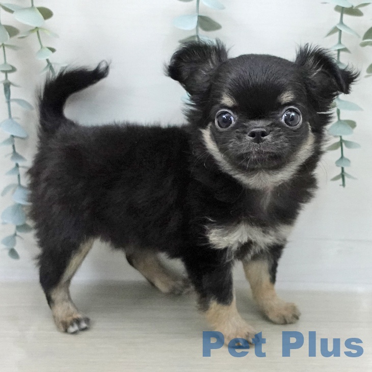 群馬県のチワワ(ロング) (ペットプラス イオンモール太田店/2026年2月3日生まれ/女の子/ブラックタンホワイト)の子犬の2枚目の画像