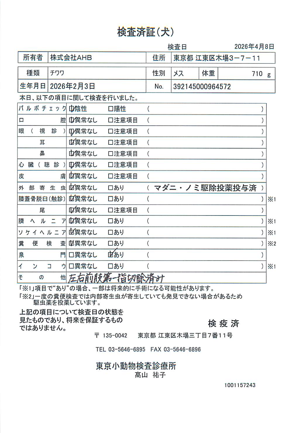 チワワ
