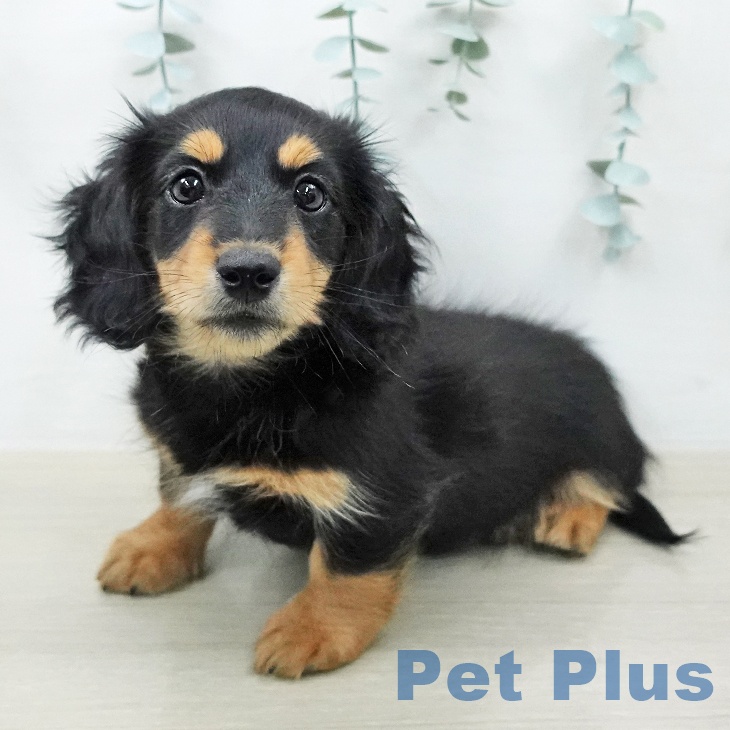 ミニチュア・ダックスフンド