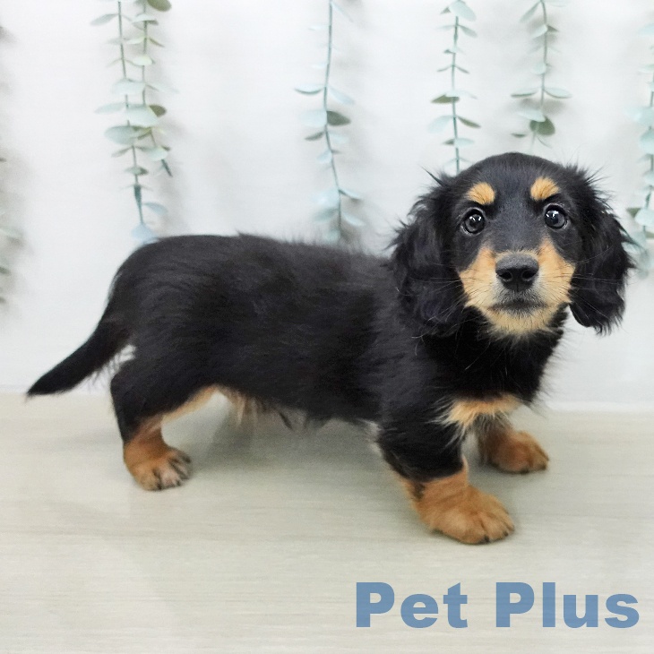 ミニチュア・ダックスフンド