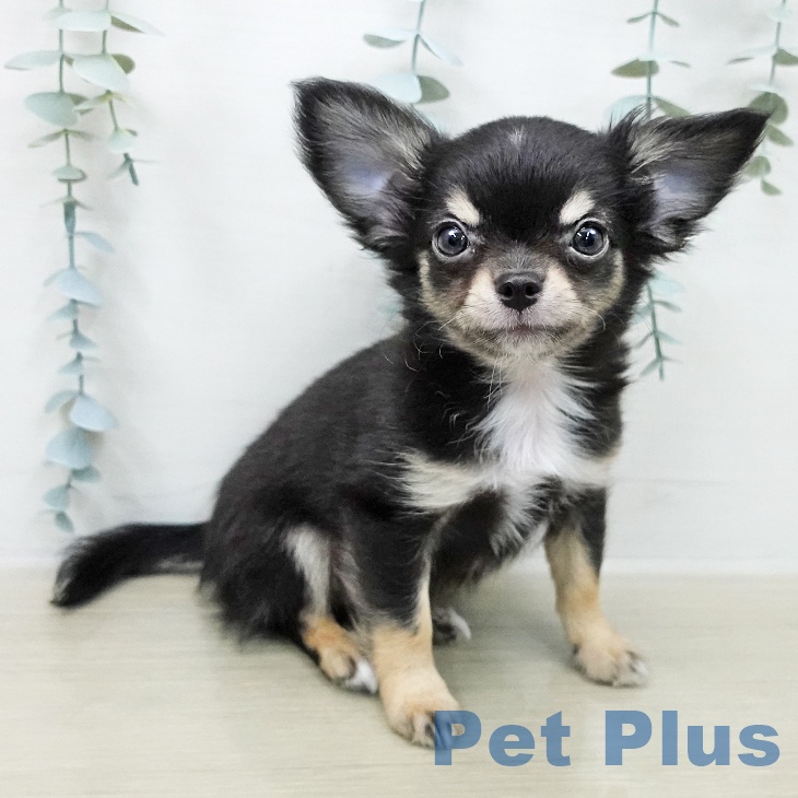 埼玉県のチワワ(ロング) (ペッツワン 新座店/2026年2月5日生まれ/男の子/ブラッククリームホワイト)の子犬