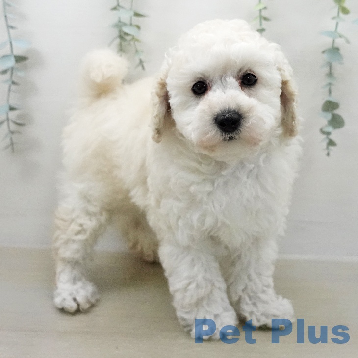 トイ・プードル