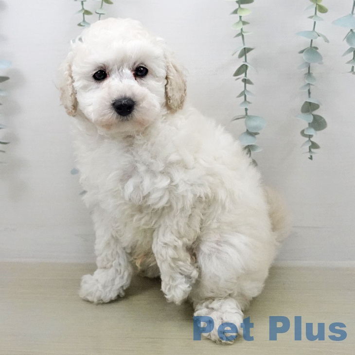 トイ・プードルの写真2