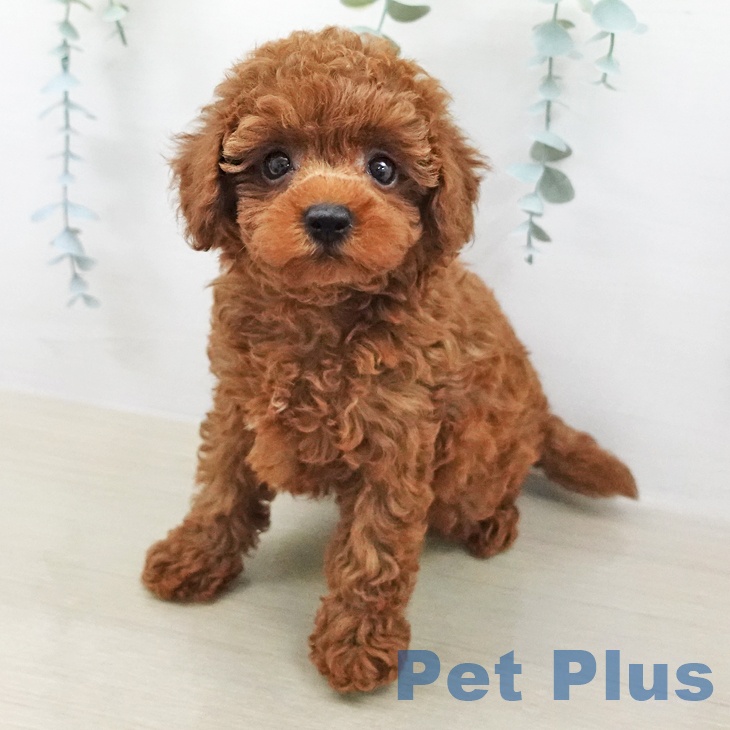 トイ・プードル