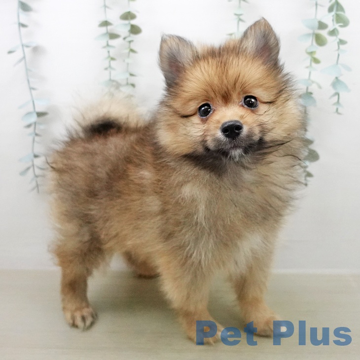 ポメラニアンの写真2