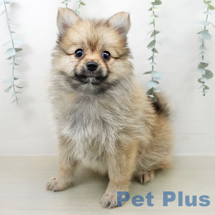 ポメラニアンの写真2