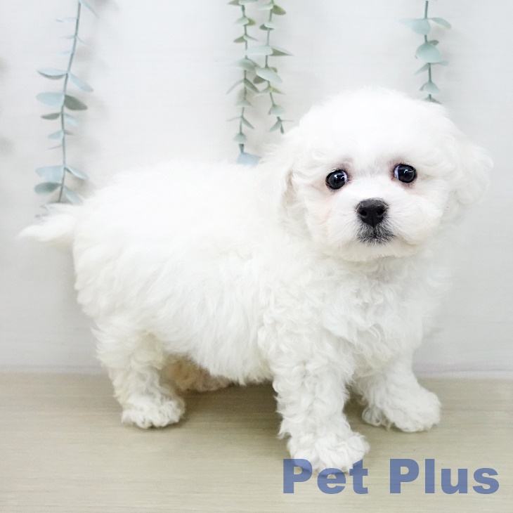 ビション・フリーゼ