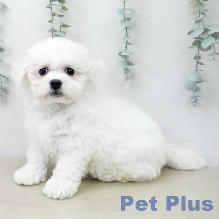 ビション・フリーゼの写真2