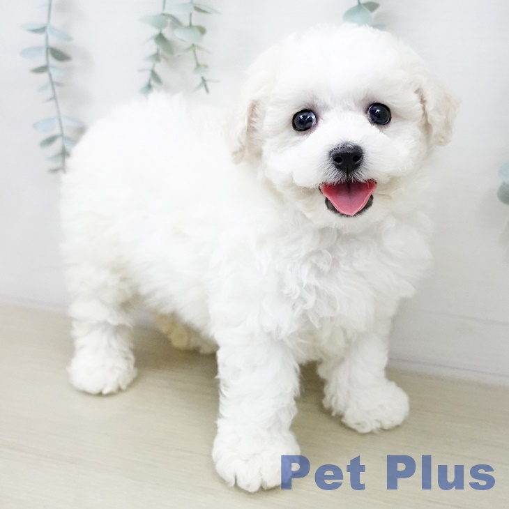 ビション・フリーゼ