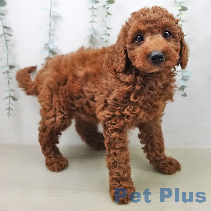 トイ・プードル