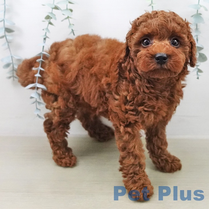 トイ・プードルの写真2