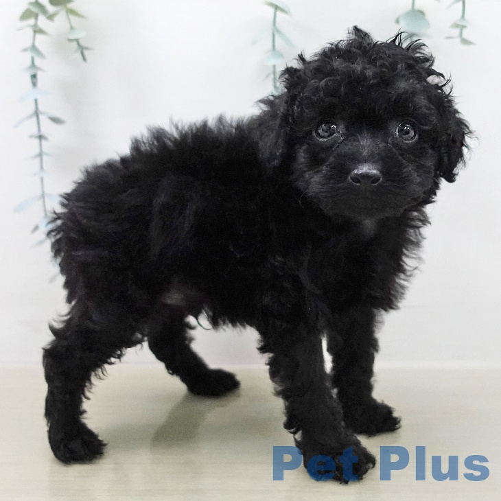 トイ・プードルの写真2