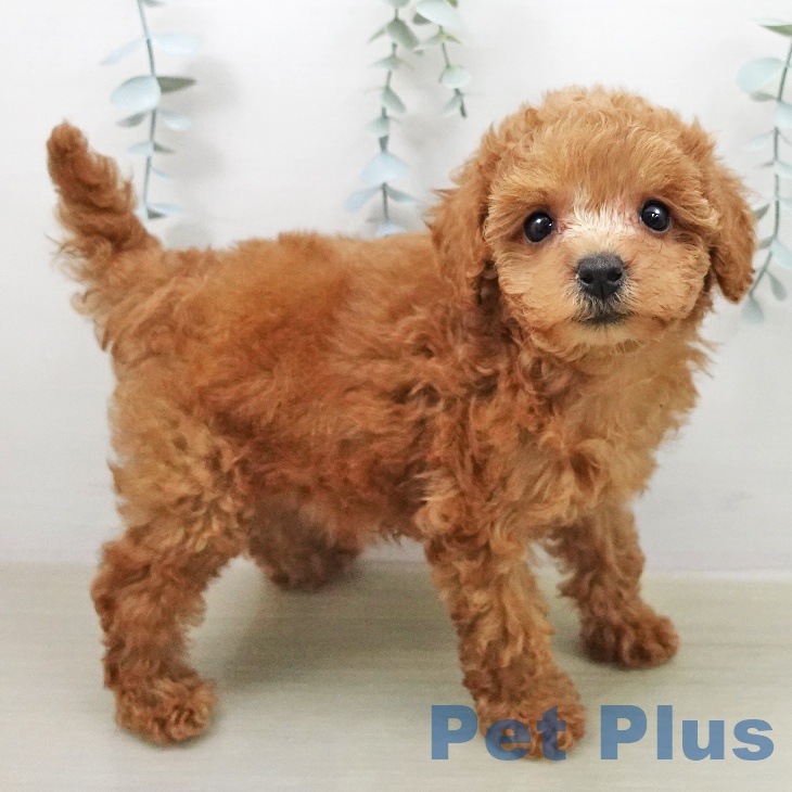 トイ・プードル