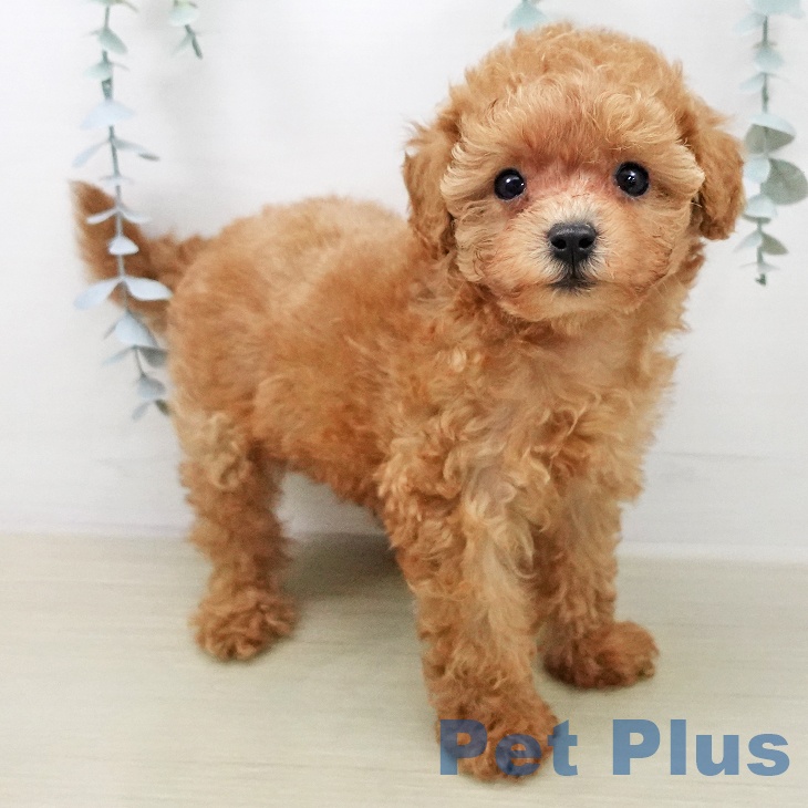 トイ・プードル