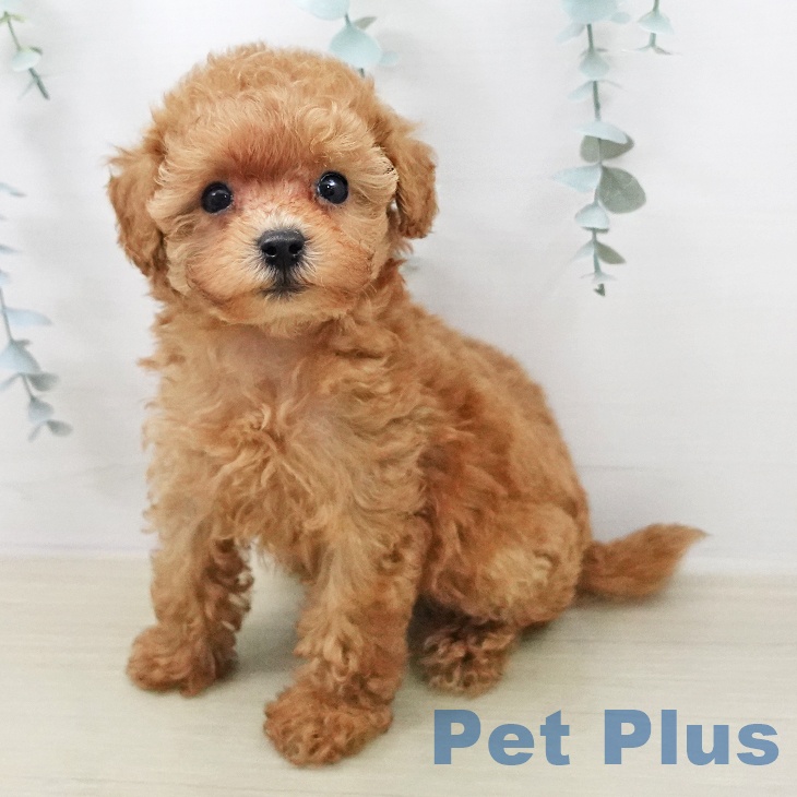 トイ・プードルの写真2