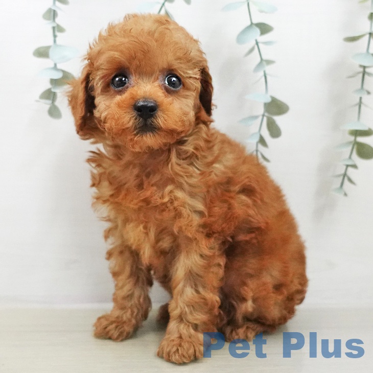 トイ・プードルの写真2