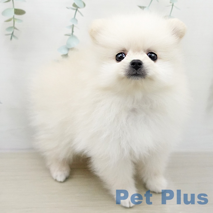 ポメラニアンの写真2