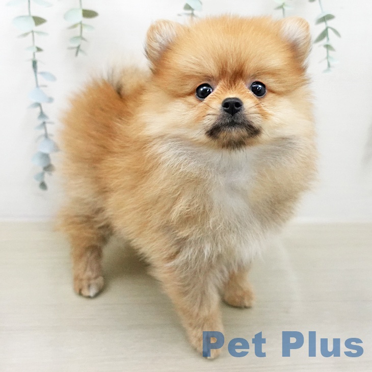 ポメラニアン