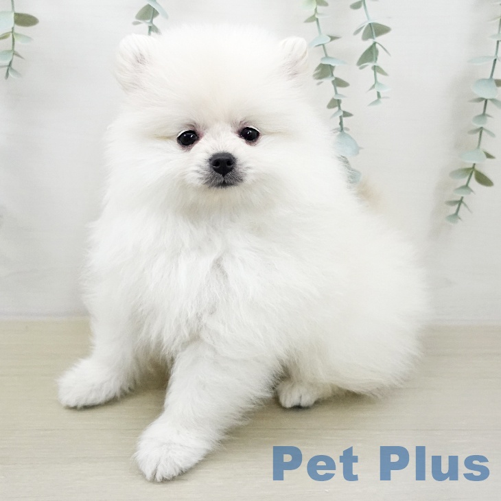 ポメラニアンの写真2