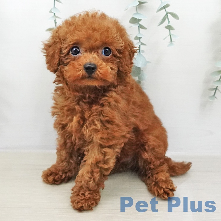 トイ・プードルの写真2