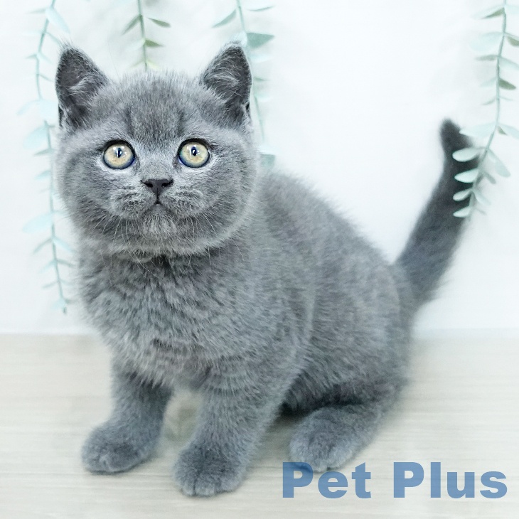 ブリティッシュショートヘア