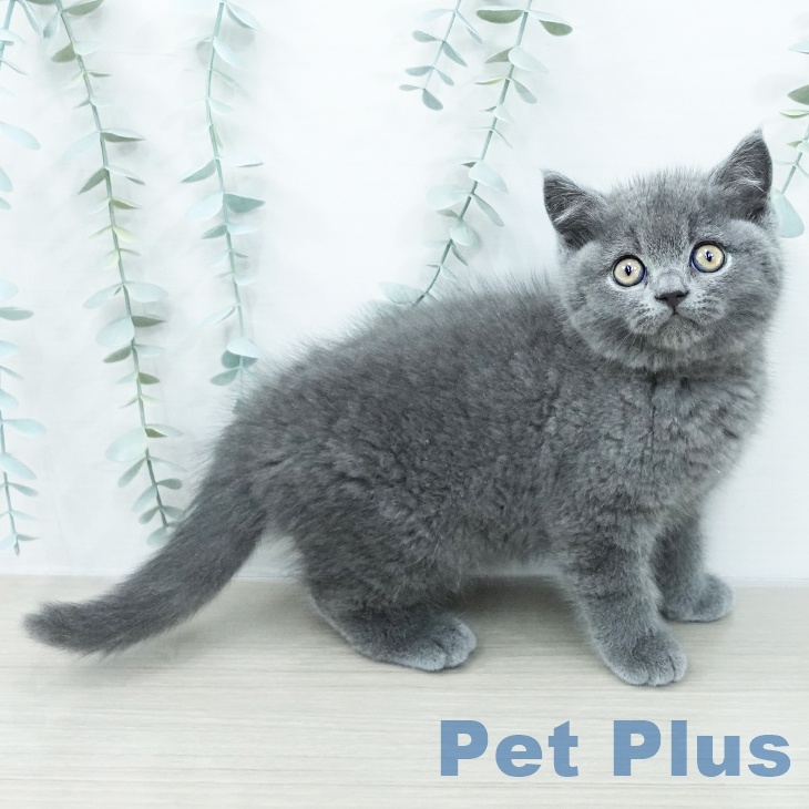 ブリティッシュショートヘア