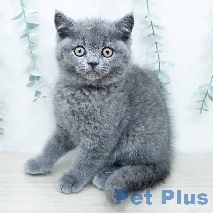 ブリティッシュショートヘアの写真2