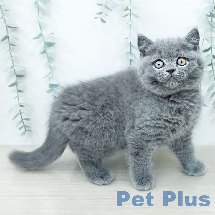 ブリティッシュショートヘア