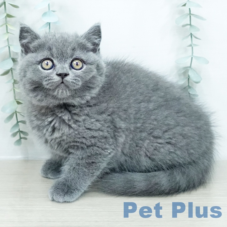 ブリティッシュショートヘアの写真2