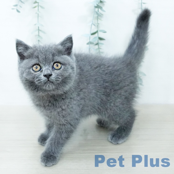 ブリティッシュショートヘア