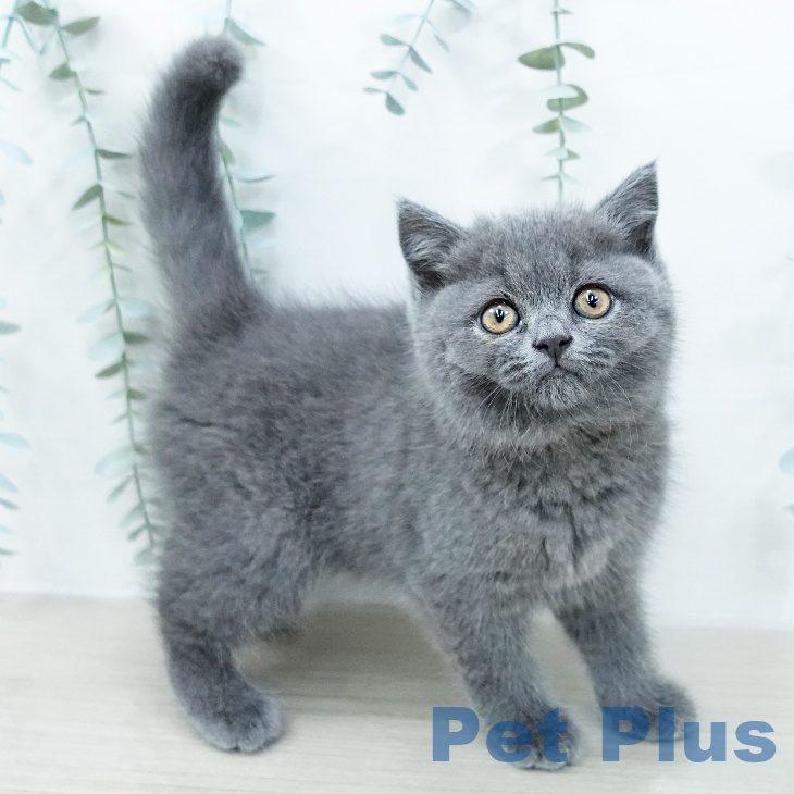 ブリティッシュショートヘアの写真2