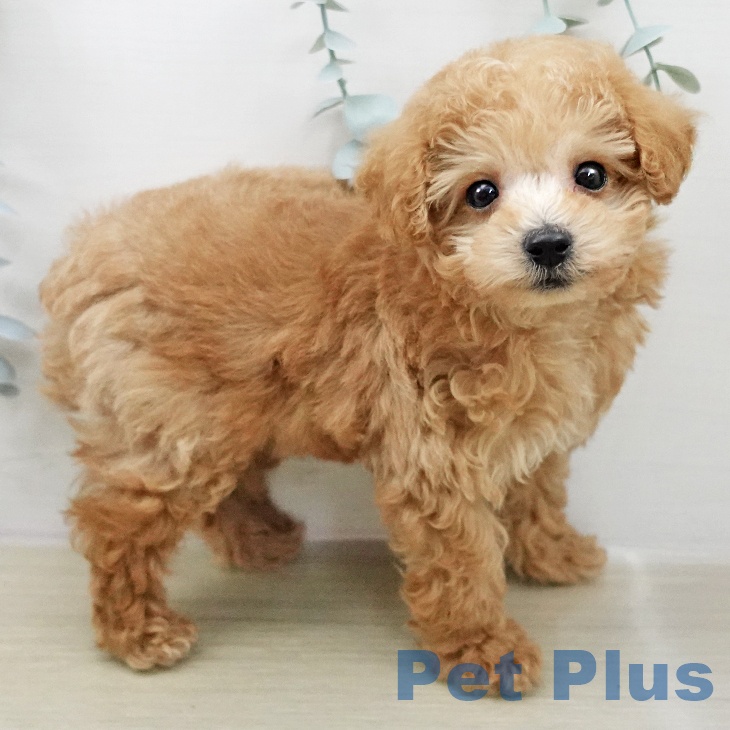 トイ・プードル