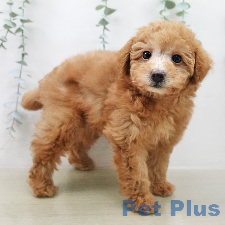 トイ・プードル