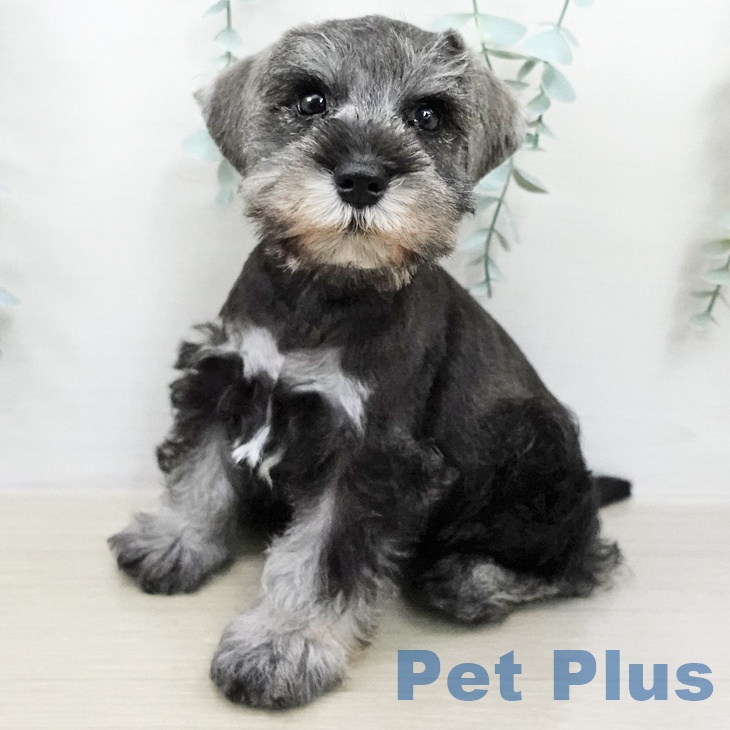 ミニチュア・シュナウザー