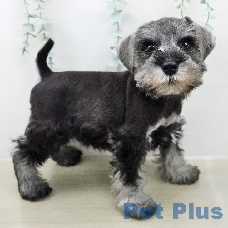 ミニチュア・シュナウザーの写真2