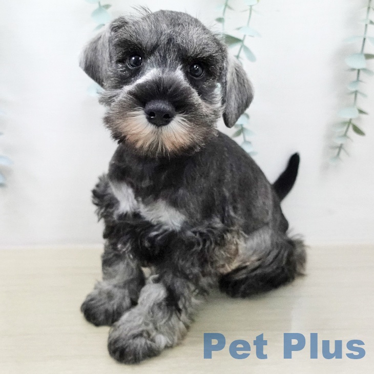 ミニチュア・シュナウザー